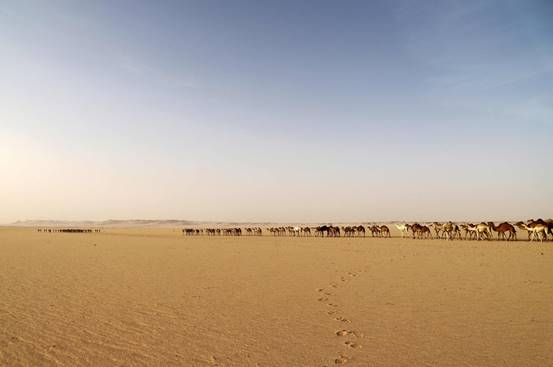 キャラバンナーは、サハラ砂漠のニジェール部分のジャドー地域でリビア国境に向かってリビアへの45日間の旅に沿って動物を導くのが見られます。|AFP-時事