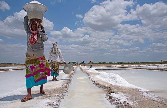 Workers carrying salt from a salt pan in Tamil Nadu. 